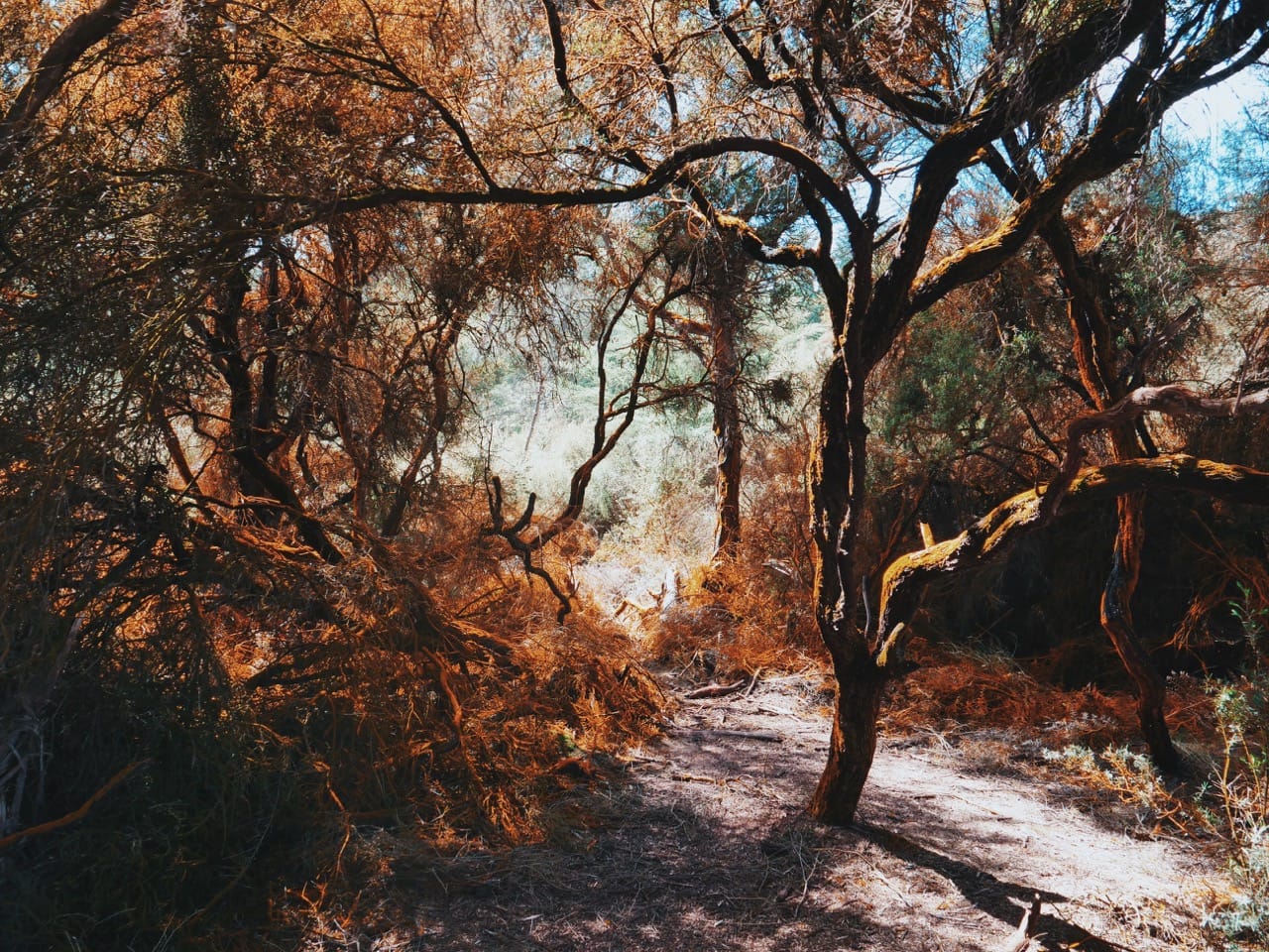 autumn trees